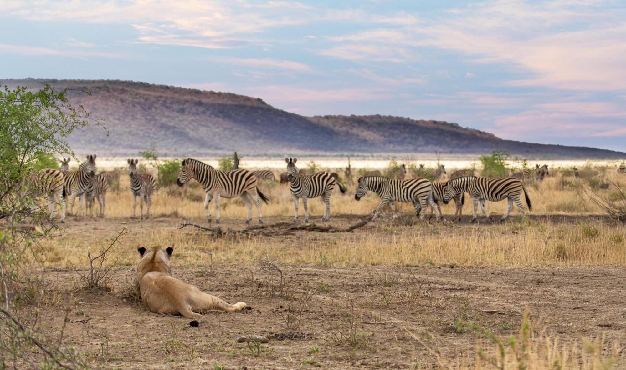 Tuningi Safari Lodge มาเดิคเวเกมรีเซิร์ฟ ภายนอก รูปภาพ