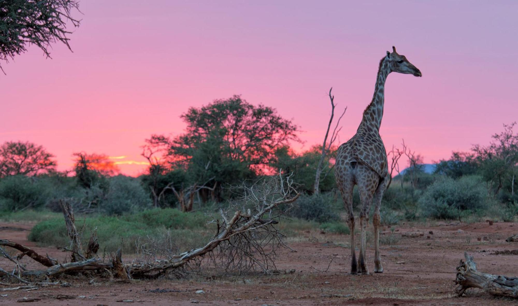 Tuningi Safari Lodge มาเดิคเวเกมรีเซิร์ฟ ภายนอก รูปภาพ