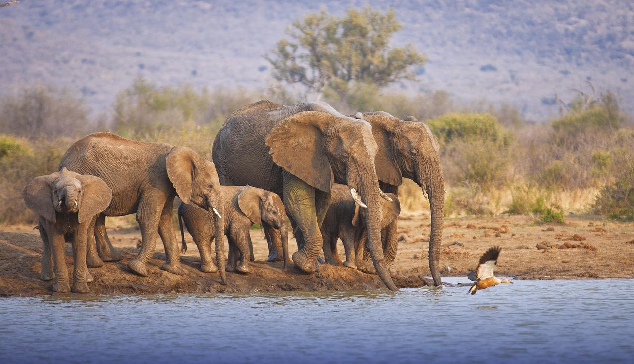 Tuningi Safari Lodge มาเดิคเวเกมรีเซิร์ฟ ภายนอก รูปภาพ
