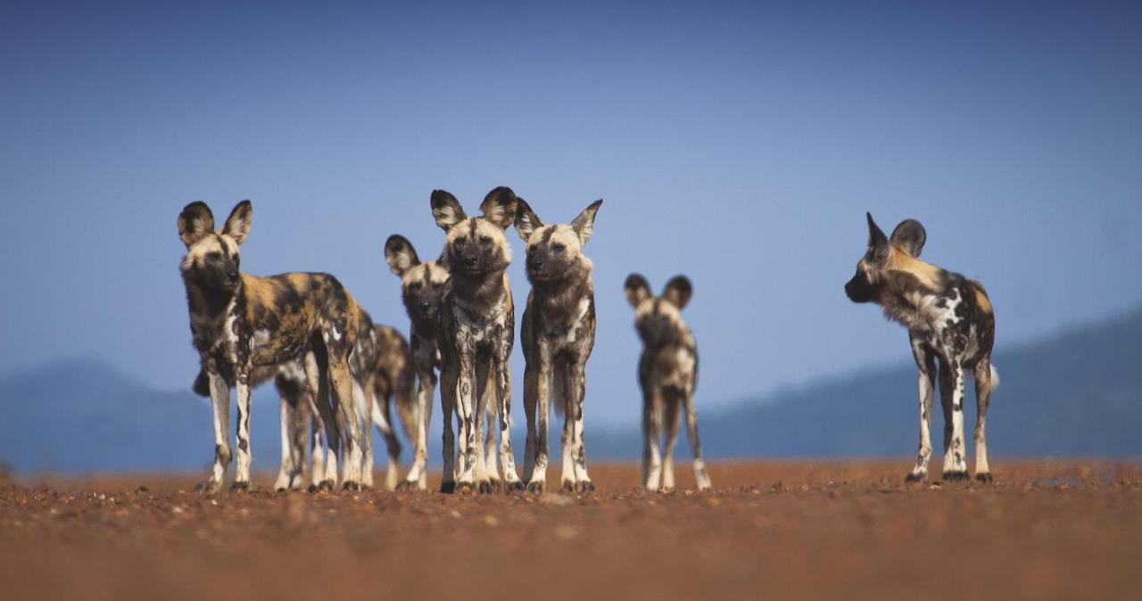Tuningi Safari Lodge มาเดิคเวเกมรีเซิร์ฟ ภายนอก รูปภาพ